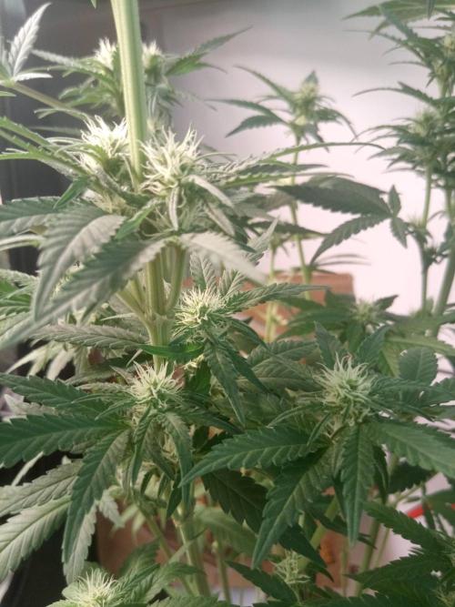 CCG SS Community Grow. Week 8