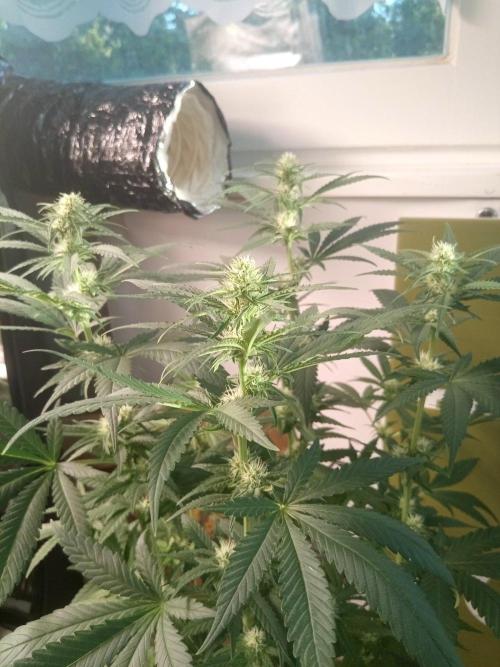 Mandarin Punch. Week 8