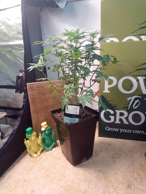 Ganja Farmer. Week 8