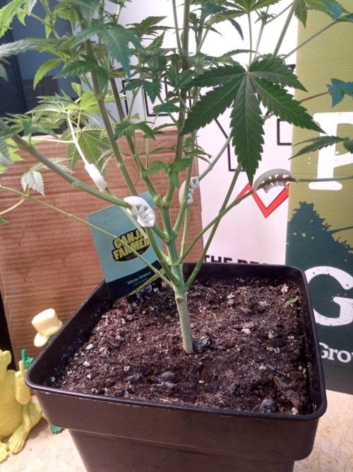 Ganja Farmer. Week 8