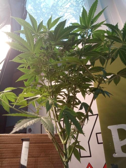 Ganja Farmer. Week 8