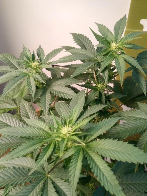 Ganja Farmer. Week 8