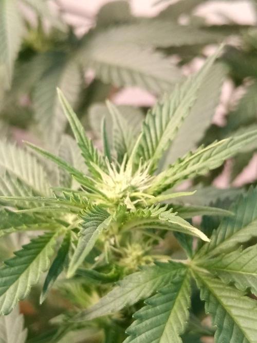 Ganja Farmer. Week 8