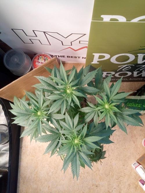 Ganja Farmer. Week 8