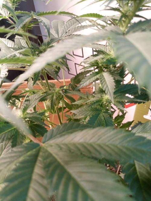 Ganja Farmer. Week 8