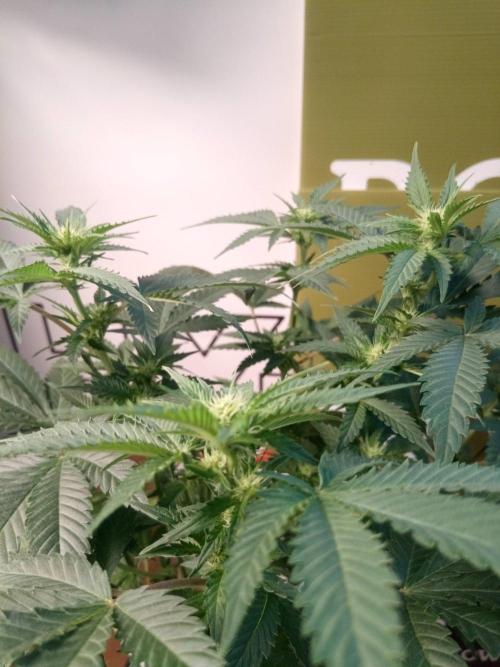 White Widow. Week 8