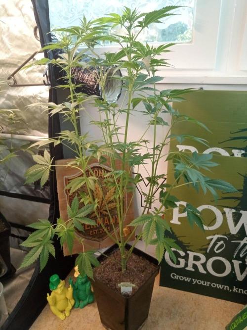 CCG SS Community Grow. Week 7