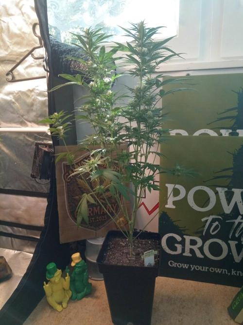 CCG SS Community Grow. Week 9