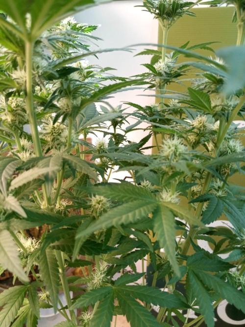 CCG SS Community Grow. Week 9
