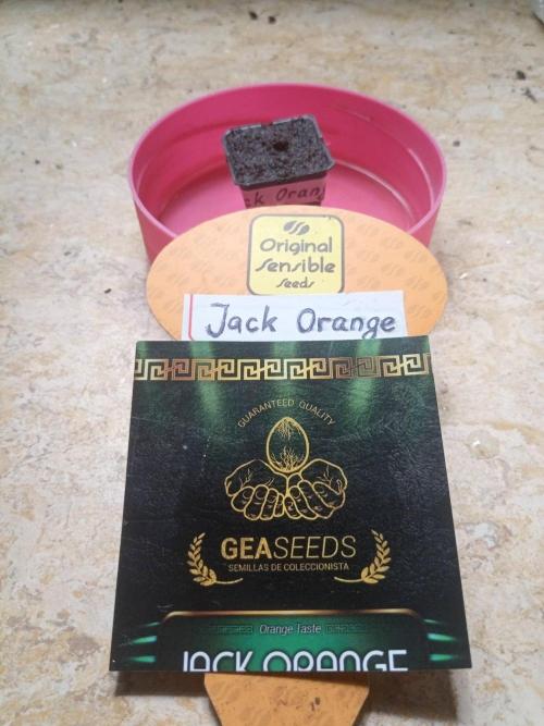 Gea Seeds. Week 0