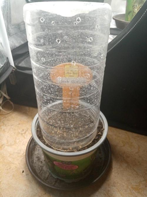 Gea Seeds. Week 0