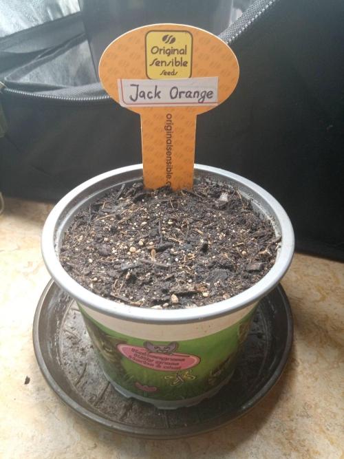 Gea Seeds. Week 0