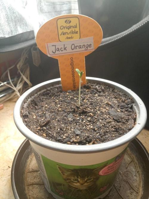 Gea Seeds. Week 0