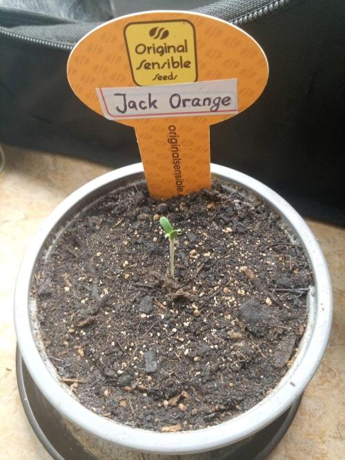 Gea Seeds. Week 0