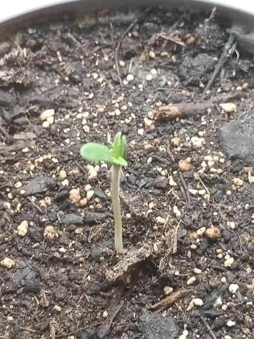 Gea Seeds. Week 0