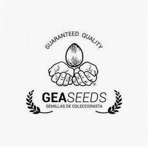 Gea Seeds. Week 0