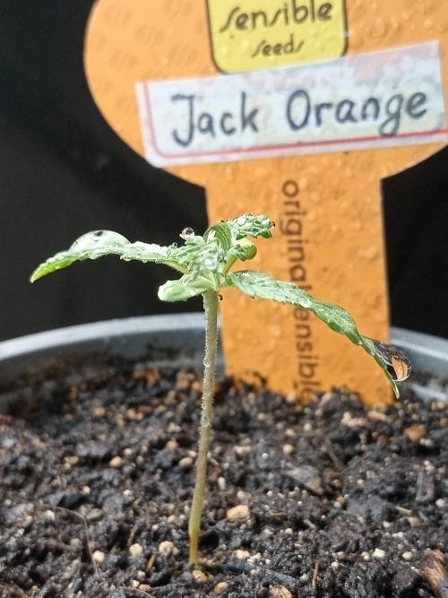 Gea Seeds. Week 1