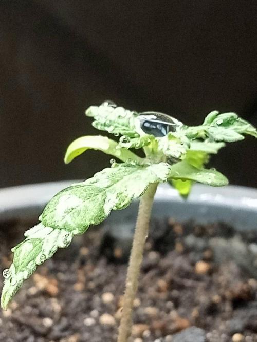 Gea Seeds. Week 1