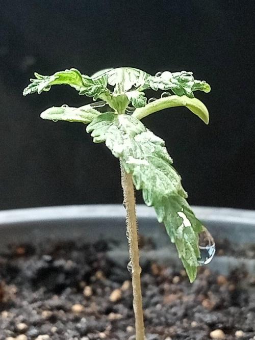 Gea Seeds. Week 1