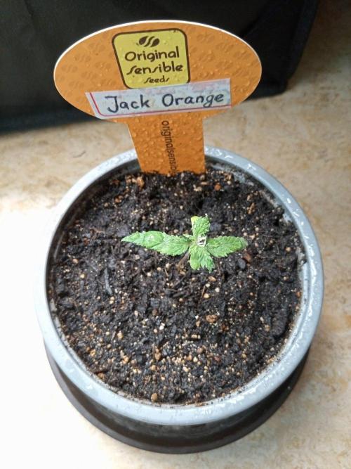 Gea Seeds. Week 1