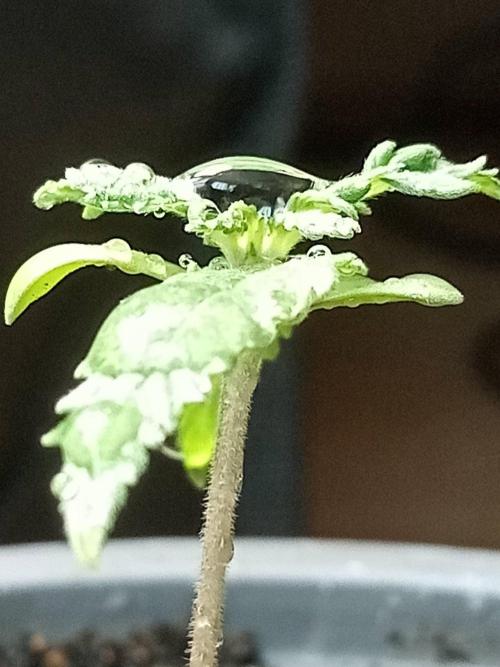 Gea Seeds. Week 1