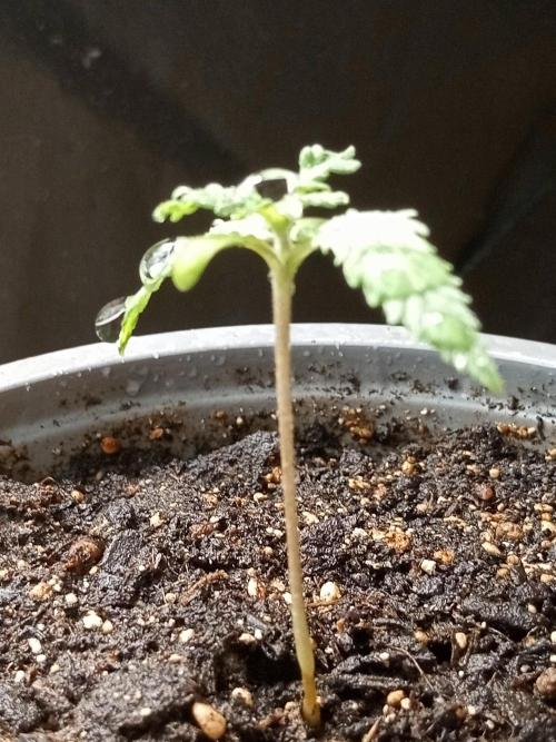 Gea Seeds. Week 1