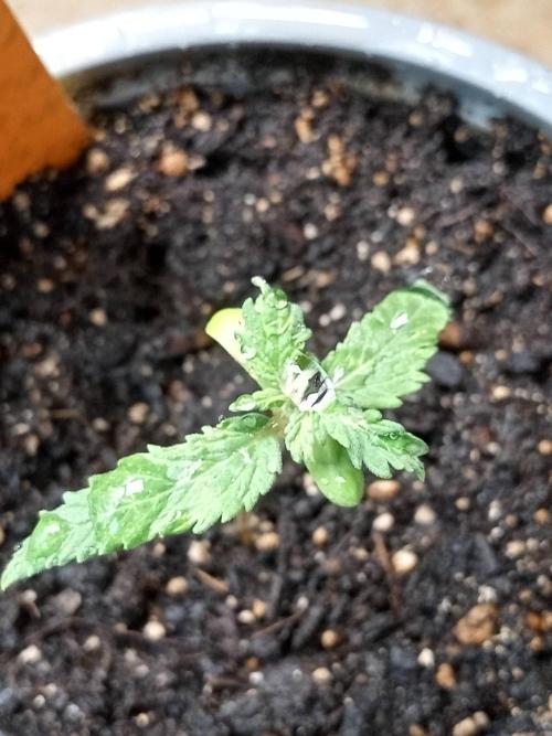 Gea Seeds. Week 1