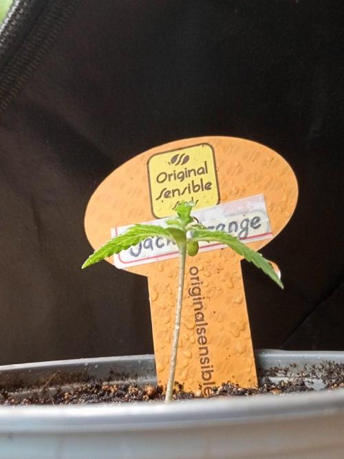 Gea Seeds. Week 1