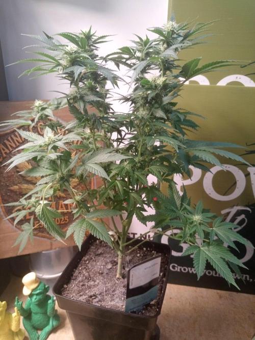 Ganja Farmer. Week 9