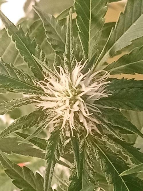 CCG SS Community Grow. Week 8