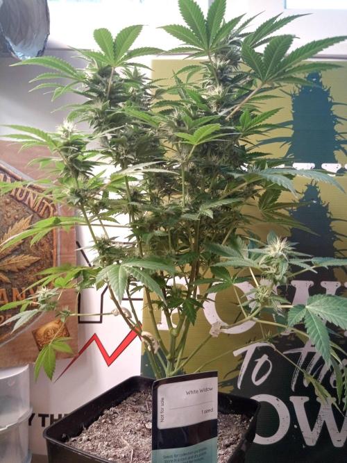 Ganja Farmer. Week 10