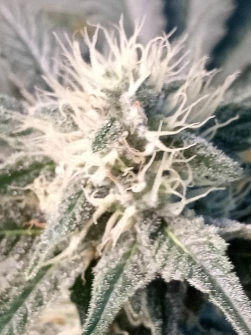 Ganja Farmer. Week 10
