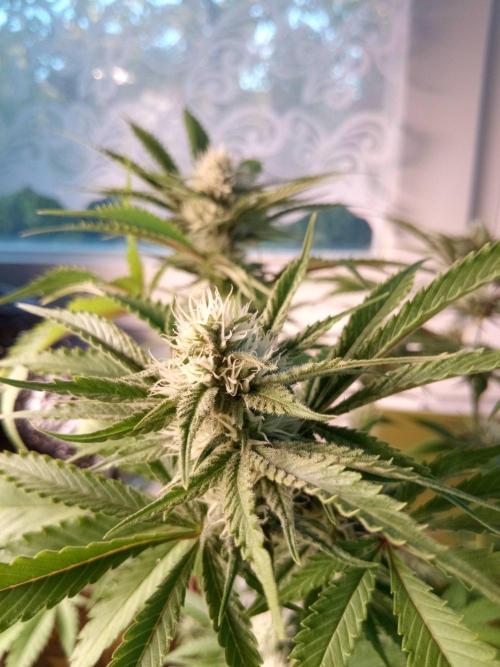 CCG SS Community Grow. Week 9