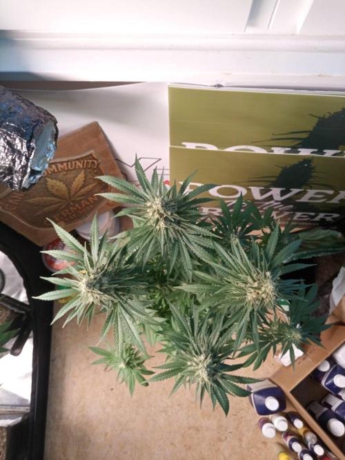 CCG SS Community Grow. Week 11