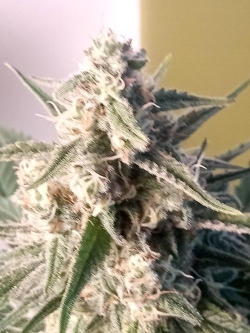 CCG SS Community Grow. Week 11
