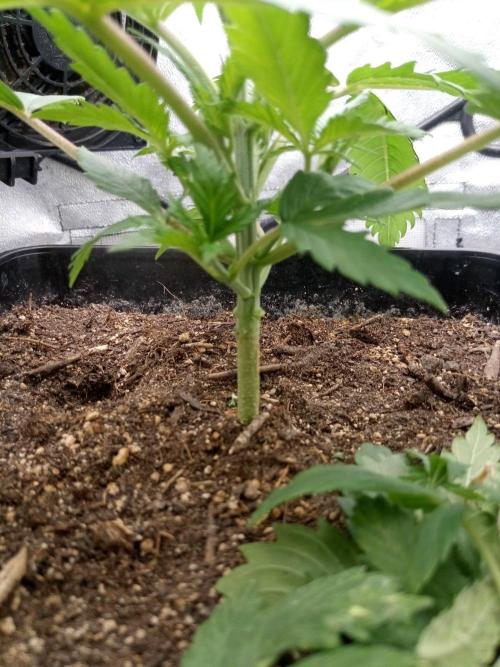 Gea Seeds. Week 3