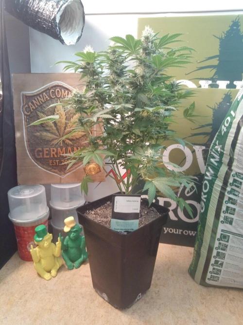 Ganja Farmer. Week 11