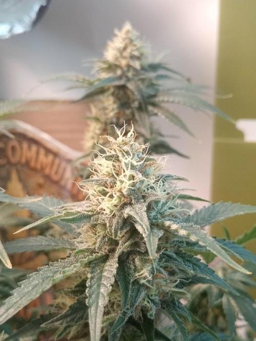 Ganja Farmer. Week 12