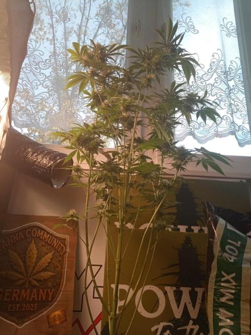 CCG SS Community Grow. Week 11