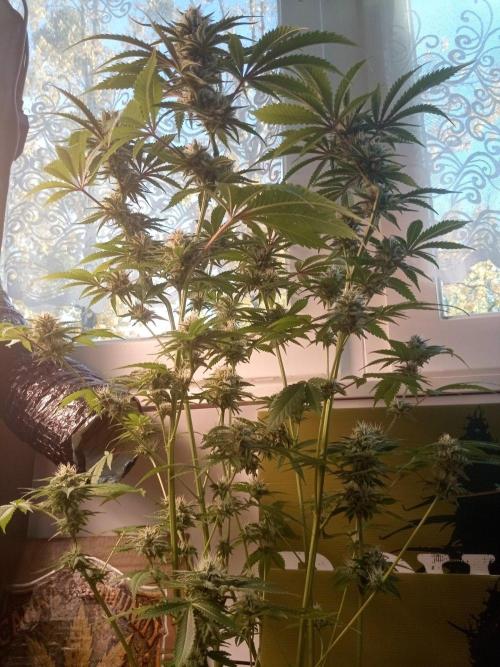 CCG SS Community Grow. Week 11