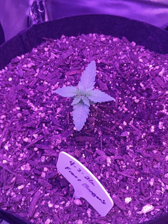 Frostbanger. Week 2