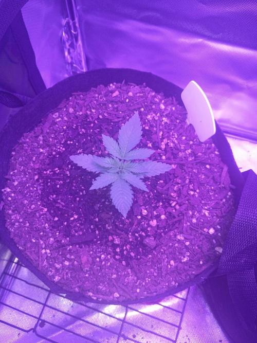 Frostbanger. Week 3