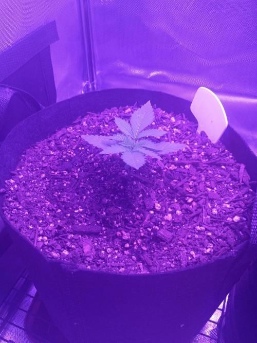 Frostbanger. Week 3