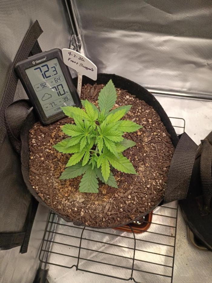 Frostbanger. Week 4