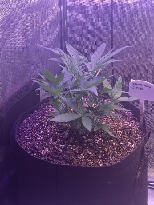 Bahama Mama. Week 4