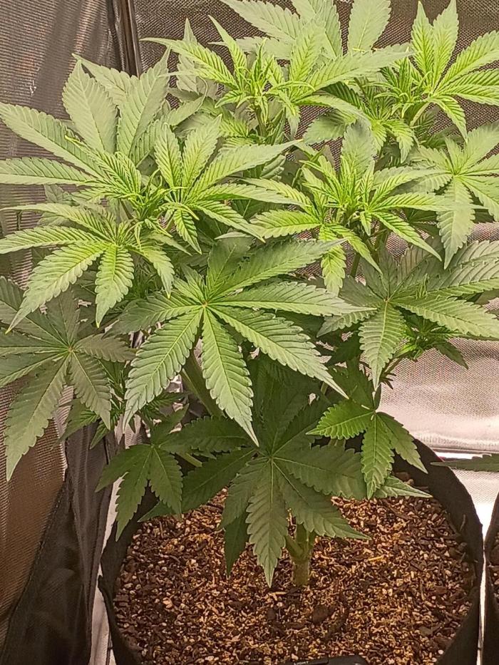Frostbanger. Week 5