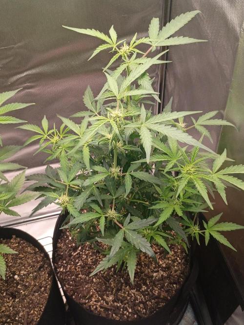 Bahama Mama. Week 5