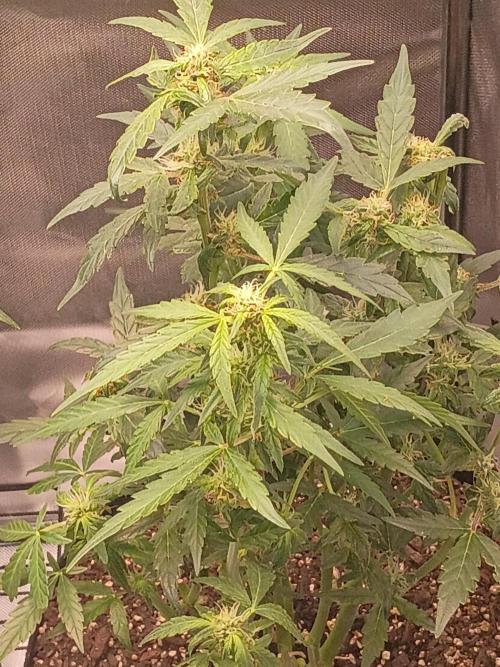 Bahama Mama. Week 6