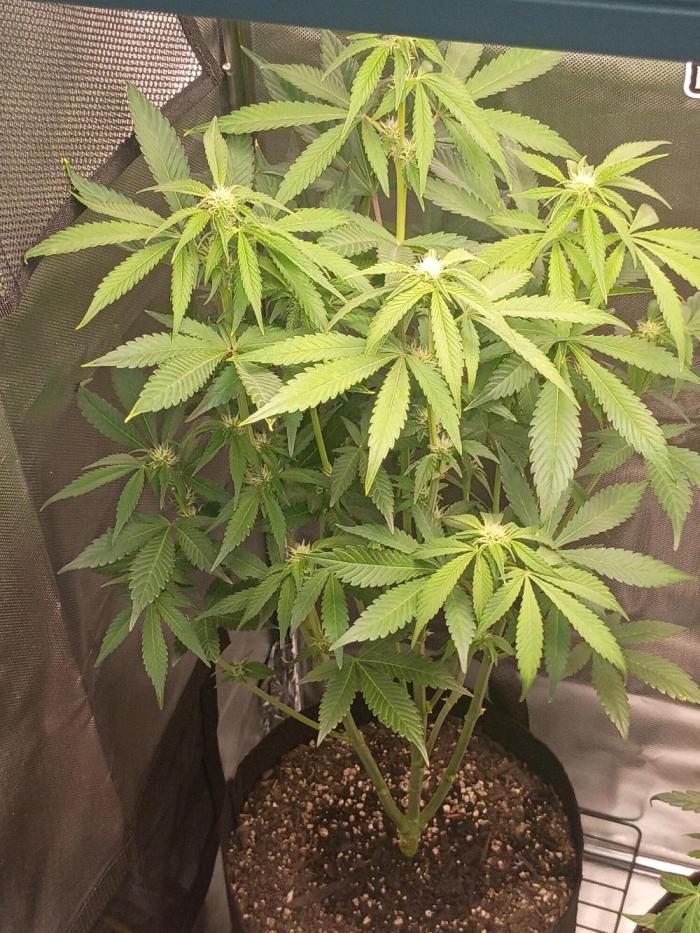 Frostbanger. Week 6