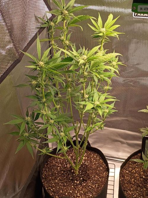P2000. Week 7